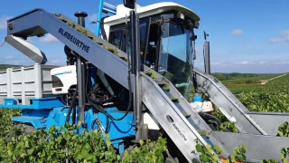 Un tapis élévateur pour mécaniser la vendange manuelle