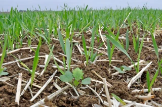 Gestion des repousses dans les colzas