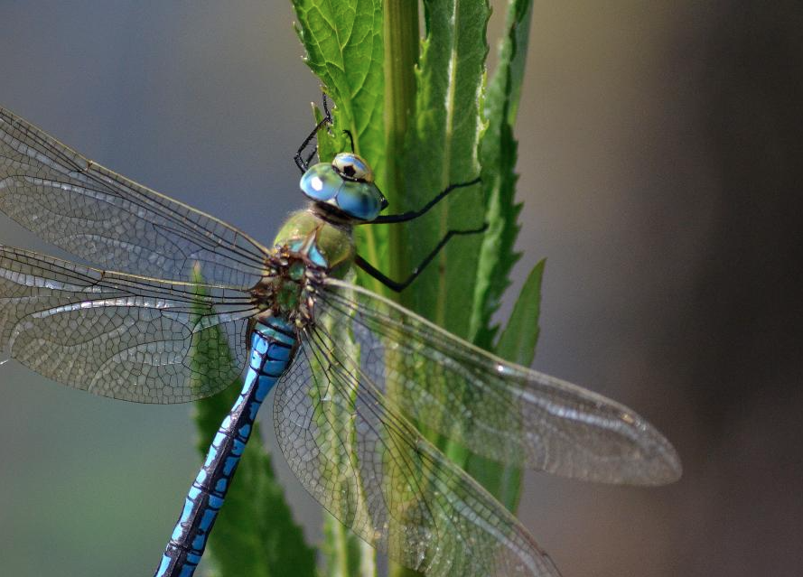 Le nouvel atlas de BFC Nature sur les libellules prend son envol !