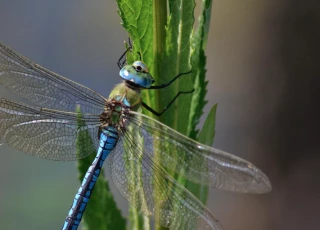 Le nouvel atlas de BFC Nature sur les libellules prend son envol !