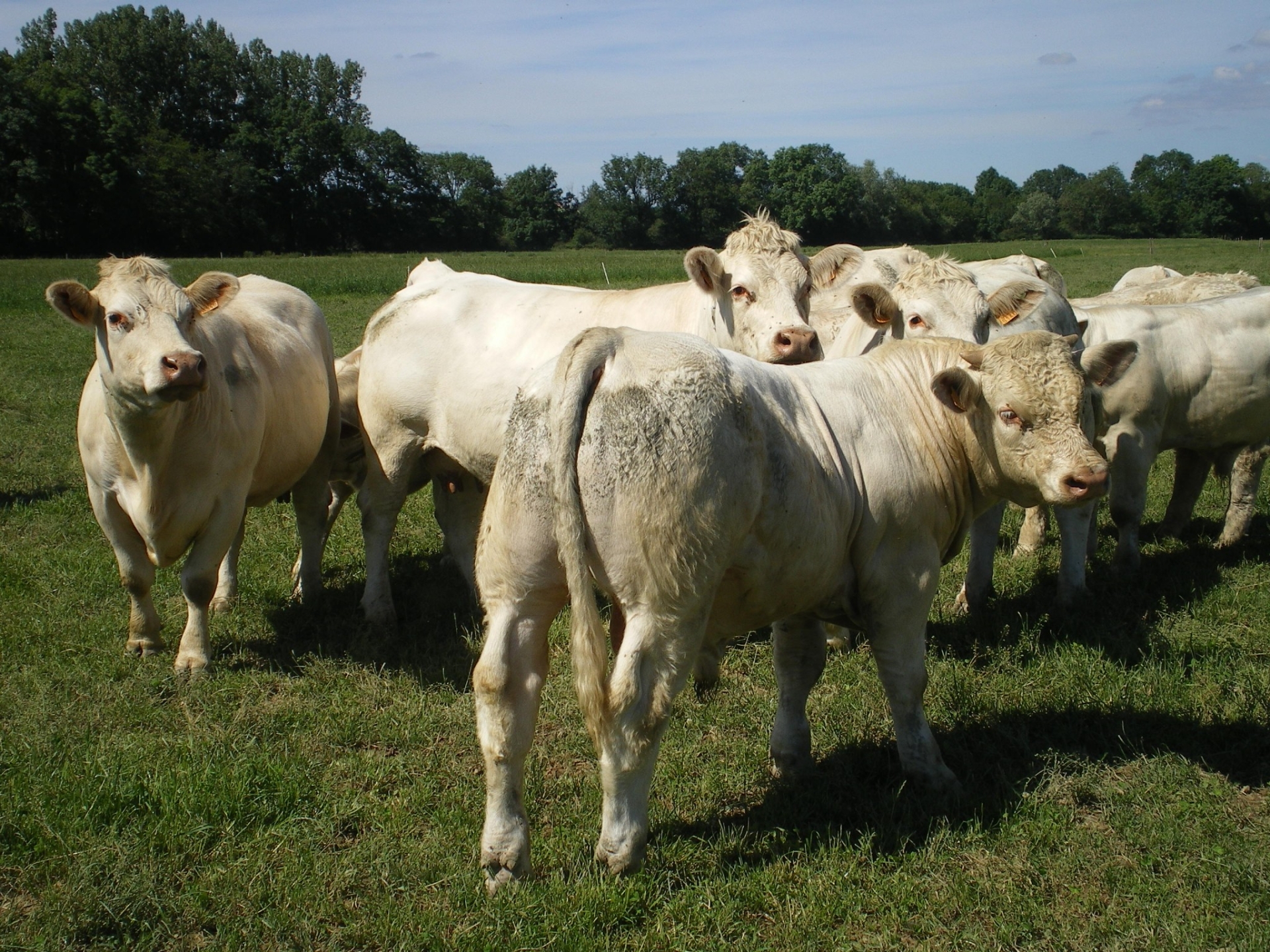 De bonnes croissances de bovins allaitants uniquement à l’herbe, c’est possible !