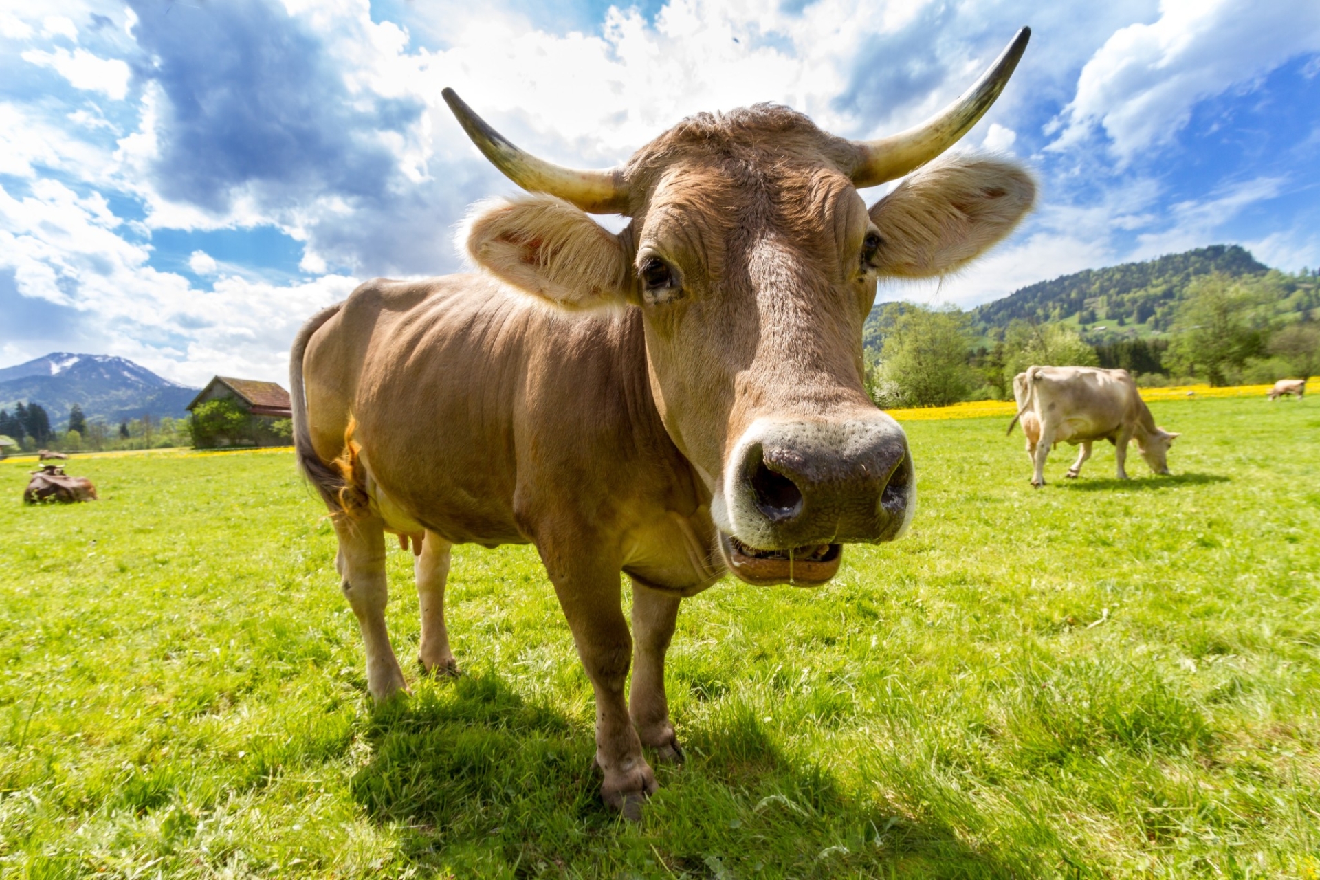 EXCLU WEB / Suisse : Un « Oui » massif à l’élevage intensif