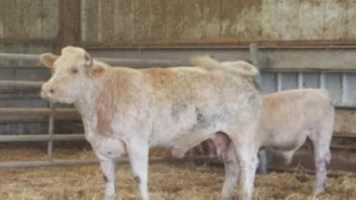 GDS 71 : Dès novembre, deux autres maladies bovines contrôlées sans surcoût