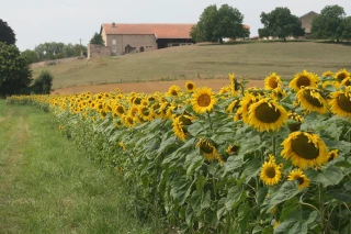 Forte croissance des surfaces de tournesol sur la zone nord-est
