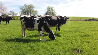 Zéro achat extérieur grâce à un pâturage optimisé et au méteil grain produit sur la ferme