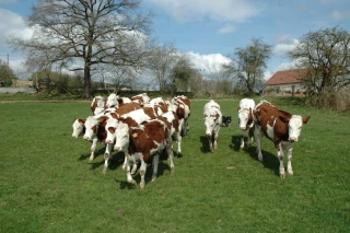 Hausse des charges… et du prix du lait !