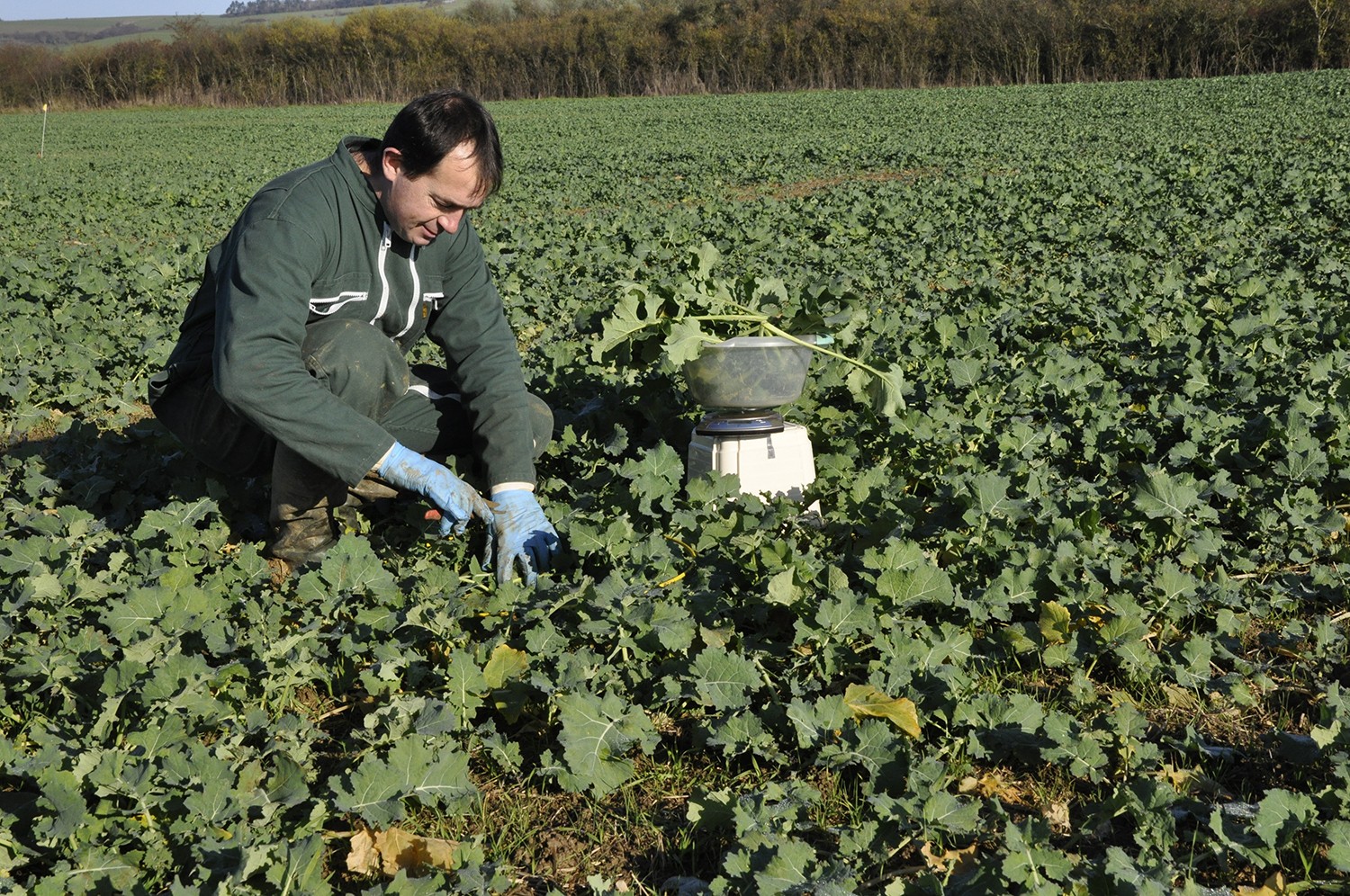 Une opportunité pour faire des économies d’engrais