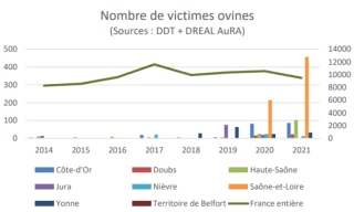 Un doublement des attaques de loups en un an !