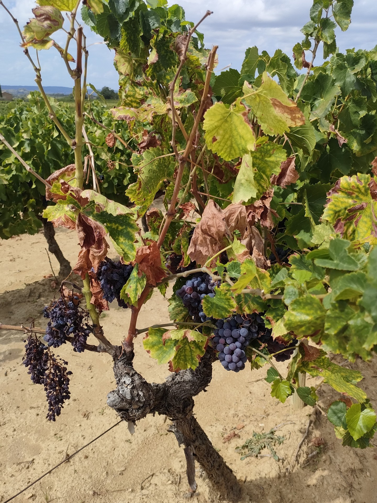 Vignoble : quelles sont les causes de dépérissement ?