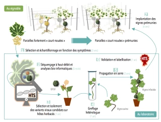 Court-noué : des leviers à actionner pour gommer les symptômes