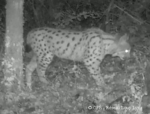 LYNX : PRÉSENCE CONFIRMÉE DANS L’AUTUNOIS