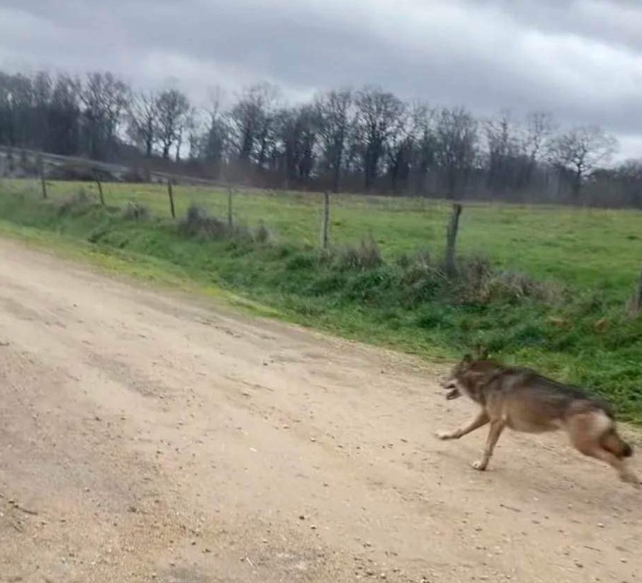 Un loup a été filmé le 15 janvier sur la commune de Saint-Rémy