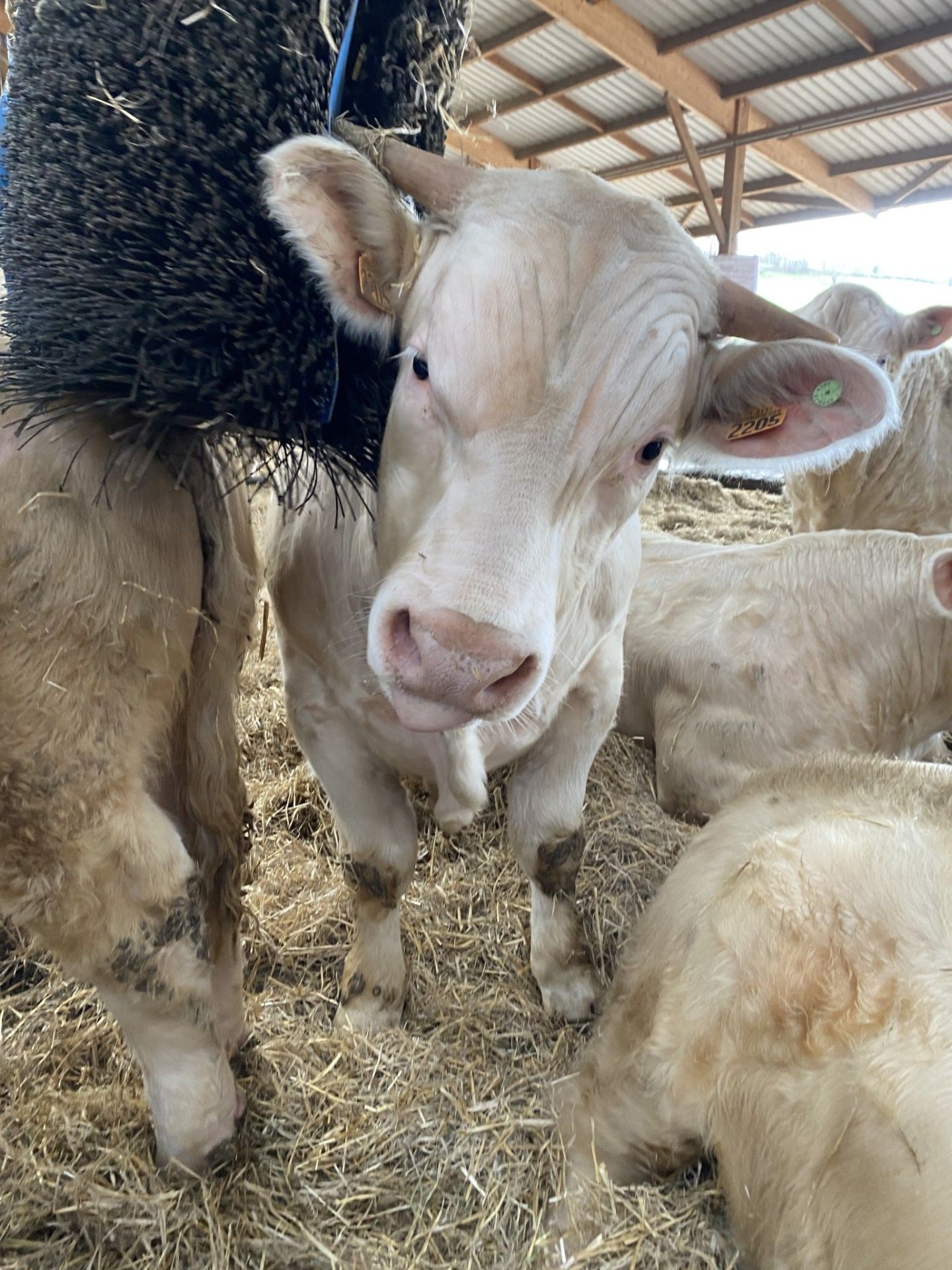 Le bien-être animal : cheval de bataille !