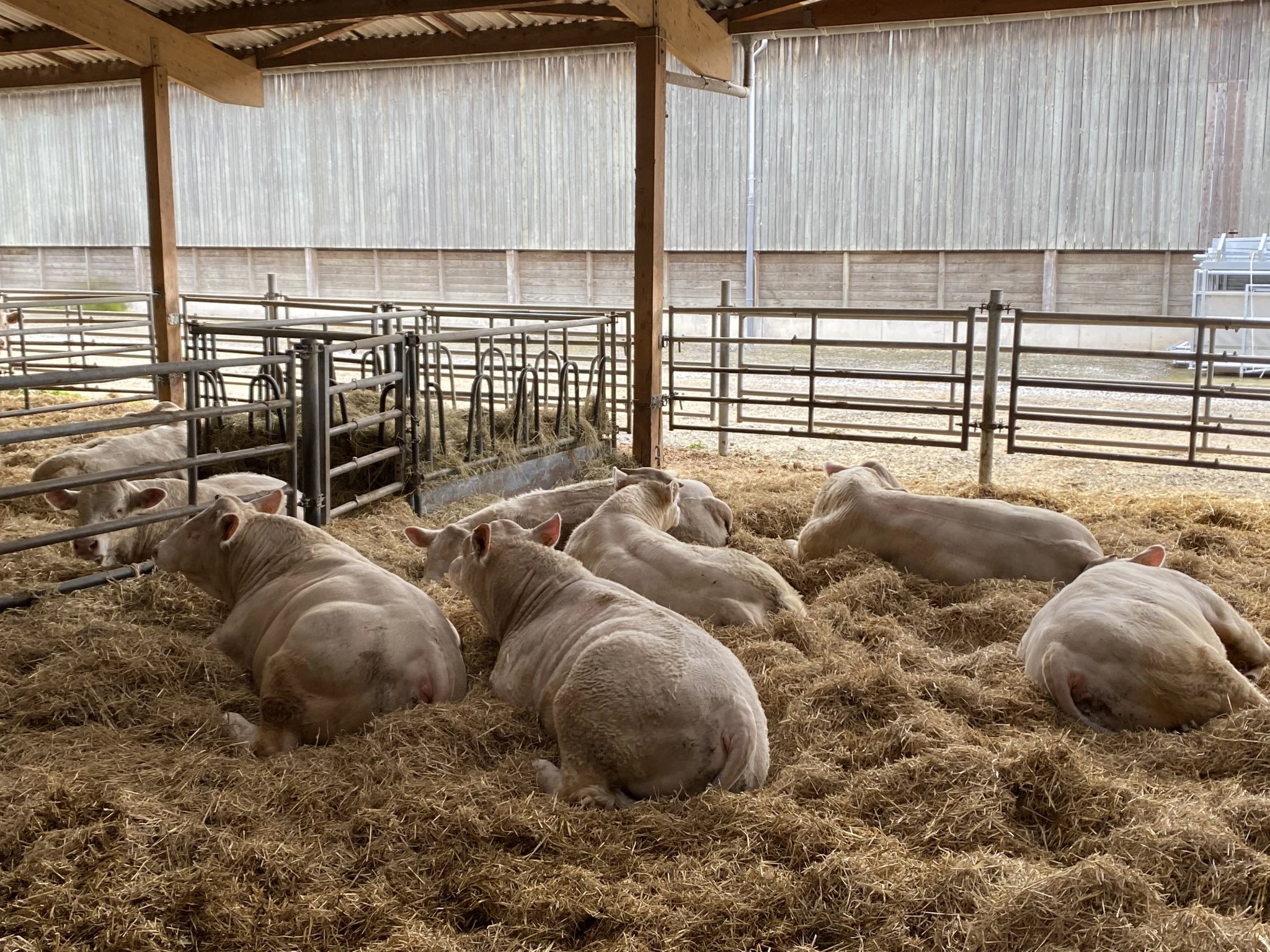 De la nouveauté à la vente, toujours pour vous faire progresser : des lots d'embryons