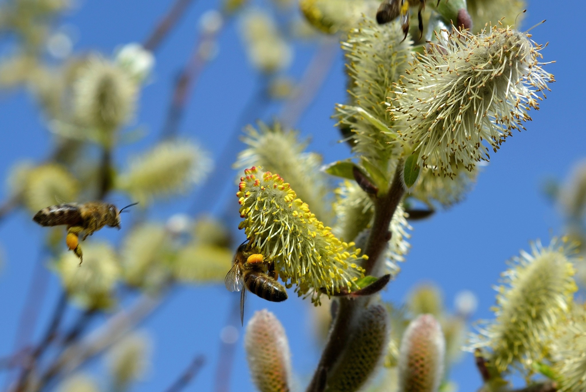 Deux nouvelles substances naturelles autorisées