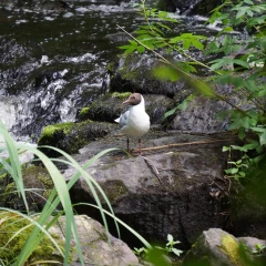 Un quatrième foyer en faune sauvage détecté à MONTCEAU LES MINES et TORCY.