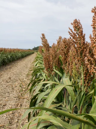 Le sorgho, la petite graine qui monte