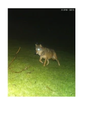 Le loup a été photographié sur la commune de Dompierre-les-Ormes le 16 avril.