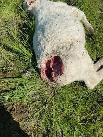 Un loup dans le Creusotois ?