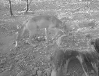 La présence d’un loup confirmée entre le Creusot et Chalon-sur-Saône                                      