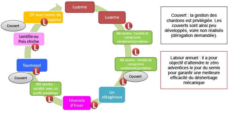 La luzerne : moteur éprouvé de la rotation