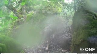 Présence très probable d’un loup dans l’Autunois et d'un lynx dans le Clunisois