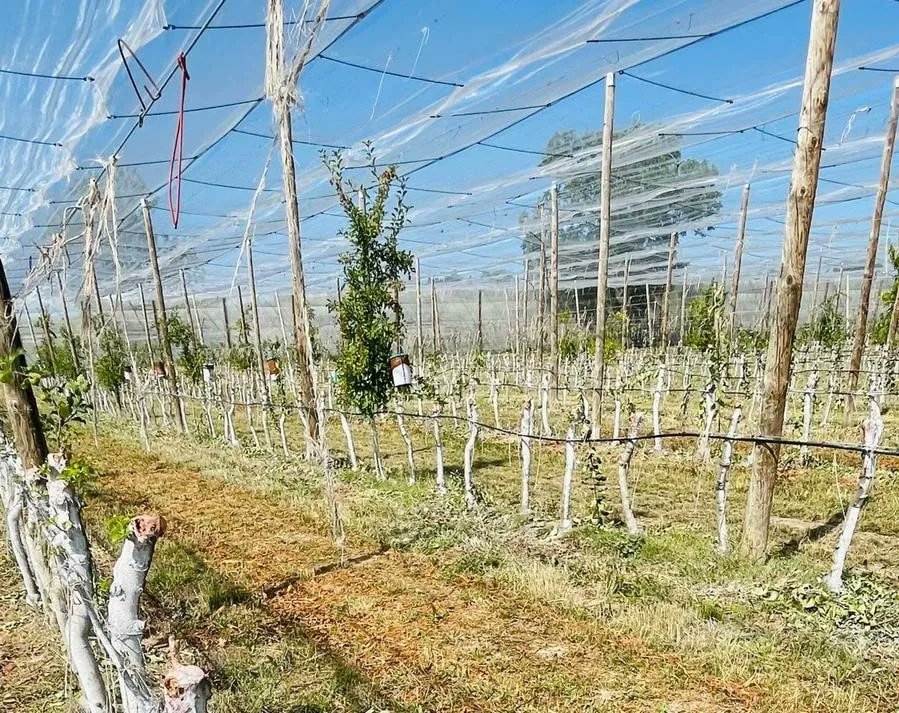 7 500 arbres fruitiers saccagés dans le Tarn : Jusqu'où ira l'obscanturisme ?