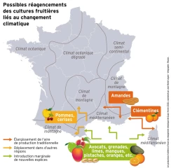 Face au climat, une future carte des fruits encore floue