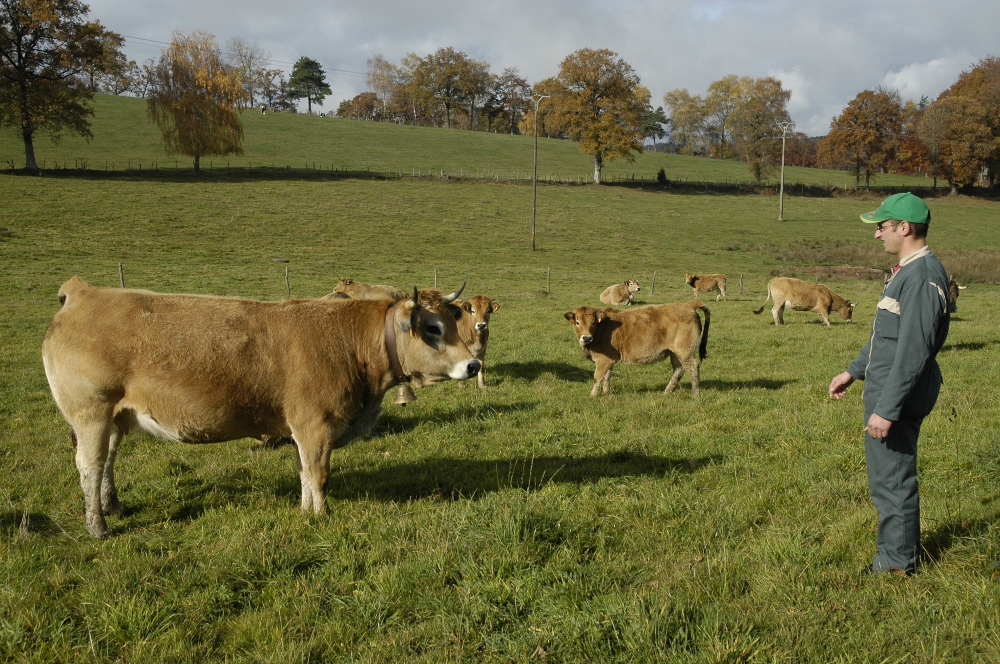 ENQUÊTE Bovins viande : le retour des double-actifs