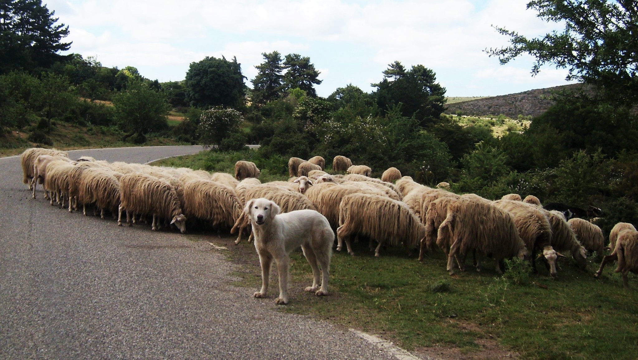 Tribune : Le pastoralisme en sursis