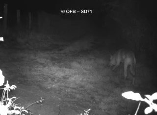 Un loup photographié à Morey, la brigade Loup sur place   