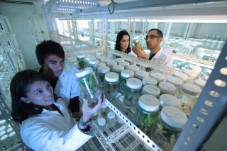 La CE propose de ne plus assimiler certaines plantes NGT à des OGM