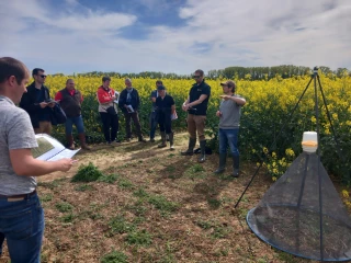 Stratégies insecticides et plantes piège