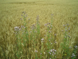 Chardon : une vivace tenace