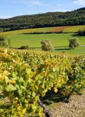Des vendanges réduites à peau de chagrin 