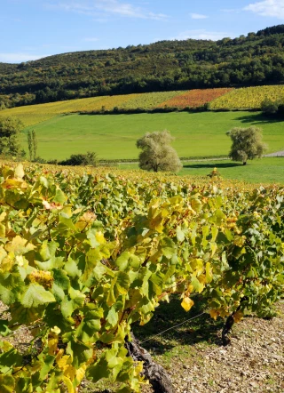 Des vendanges réduites à peau de chagrin 