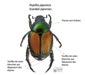 Risque imminent d’introduction du scarabée japonais en Bourgogne-Franche-Comté : les autorités appellent à la vigilance