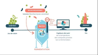 Comment conserver les arômes du vin ?