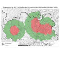 Dermatose nodulaire : la Saône-et-Loire reste indemne