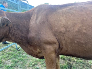 La profession en ordre de bataille contre la DNC