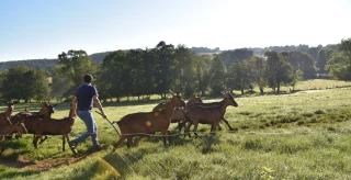 Tonnelets et veaux de lait pour se régaler