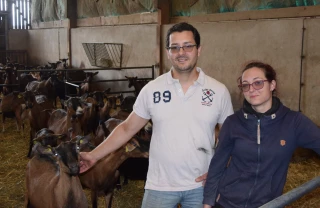 Les chèvres… plus que les vaches et les chevaux !