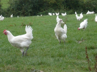 La filière volailles de bresse a su rebondir