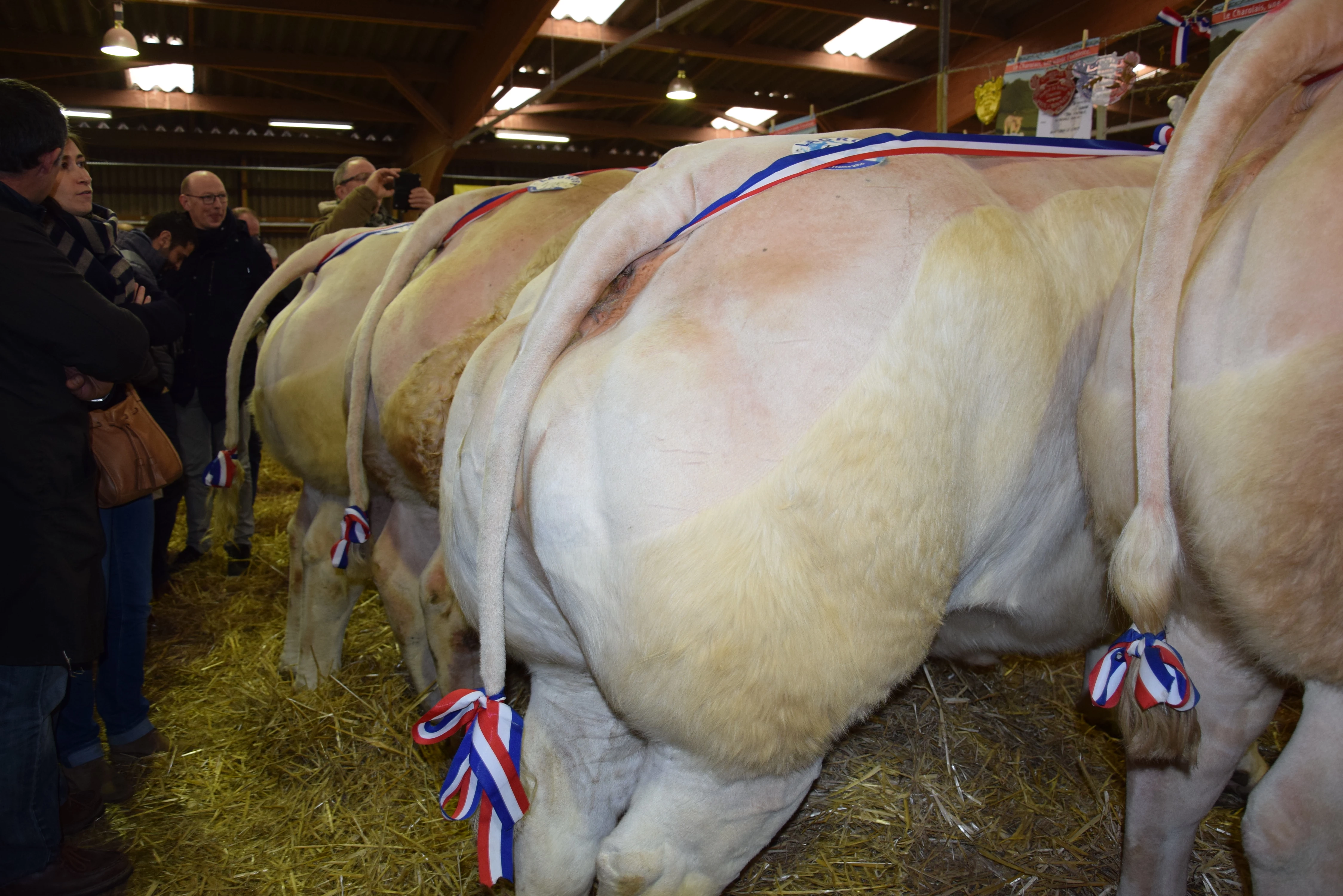 Le Festival du Boeuf s'apprête à franchir un nouveau cap cette année !
