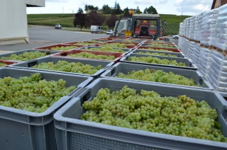 La pluie n'a pas fait le plein partout des vendanges 2017