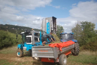 Dans le vignoble de Saône-et-Loire, les vendanges laissent augurer de belles promesses