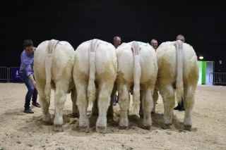 La Saône-et-Loire fait un gros carton au concours charolais de Roanne !