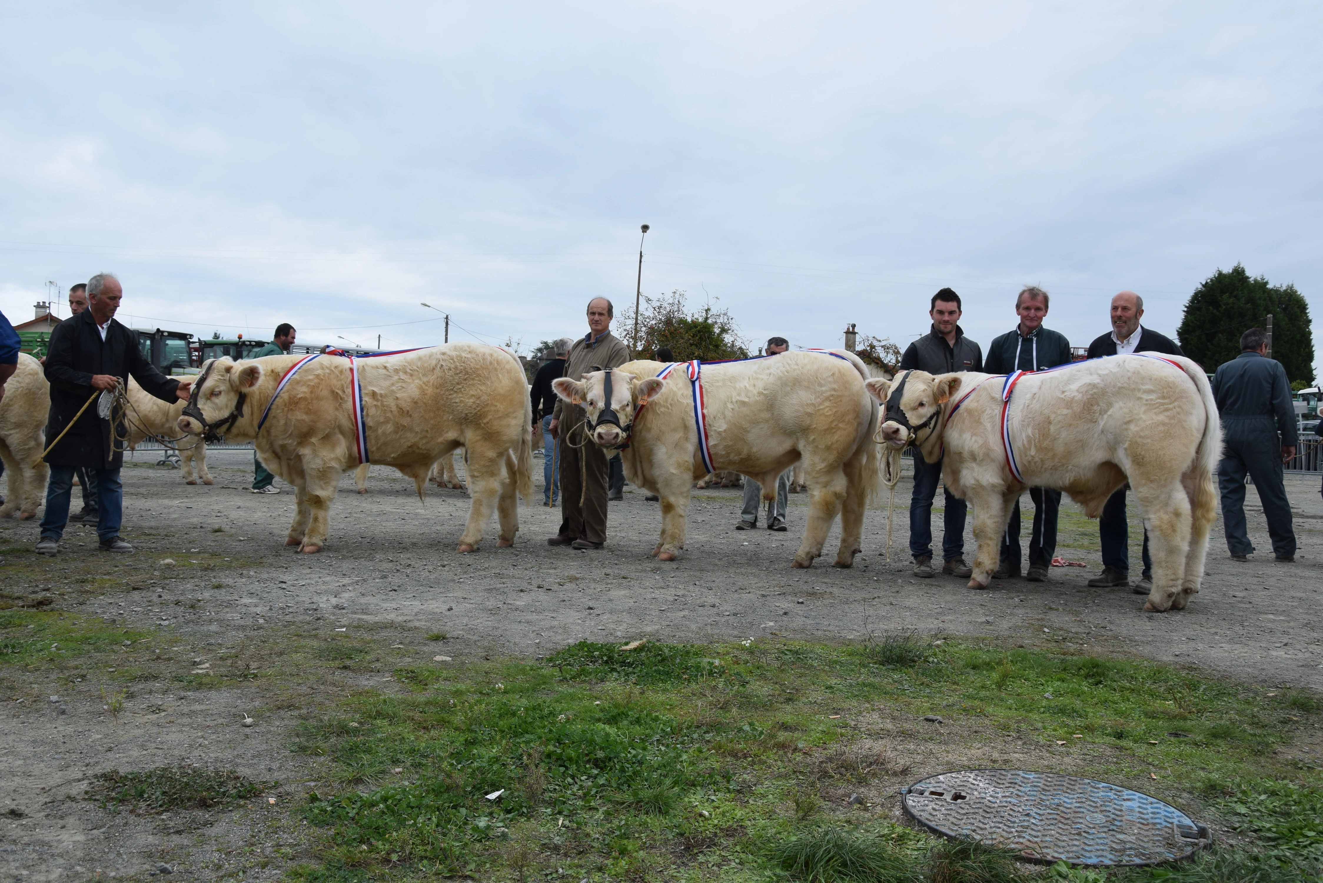 Le concours de Gueugnon promeut la viande et l'innovation génétique