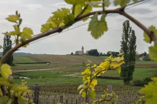 Le cru Viré-Clessé s'apprête à fêter ses 20 ans les 14 et 15 avril