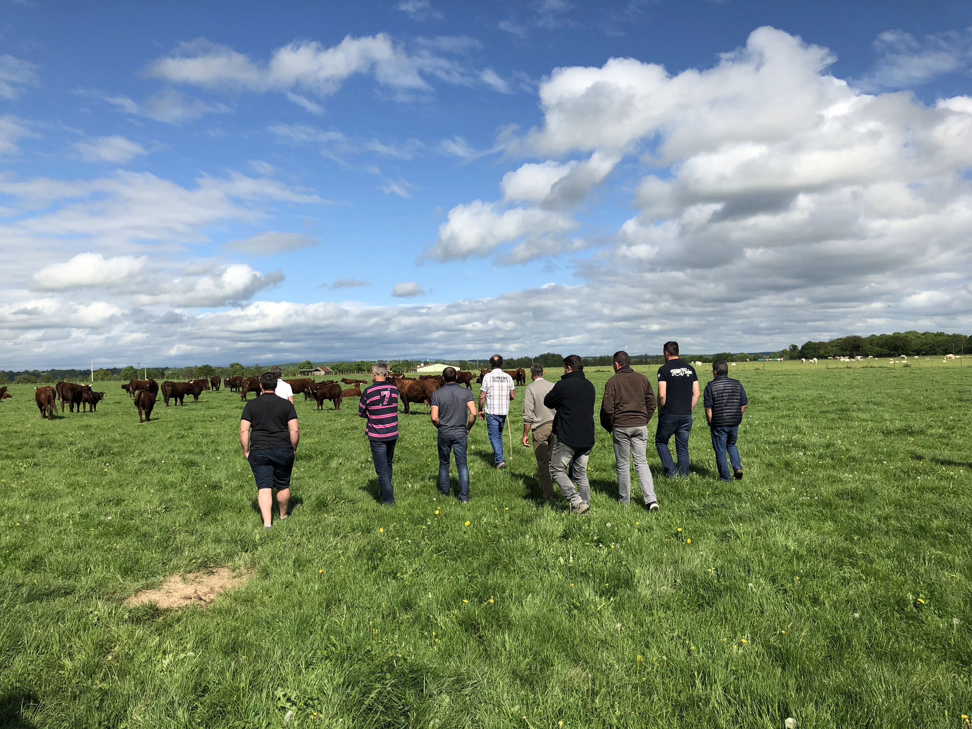 Les effectifs de salers en Bourgogne ont été stables en 2017